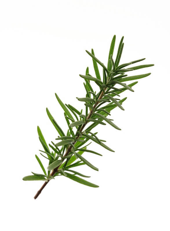 Rosemary Extract(SFE) - Santaherb