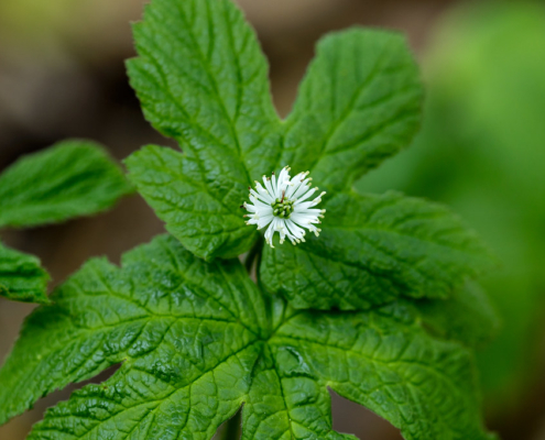 Goldenseal