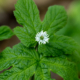 Goldenseal