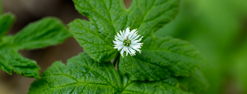 Goldenseal