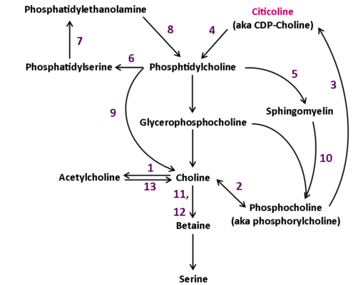 Phosphtidylcholine