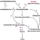 Phosphtidylcholine