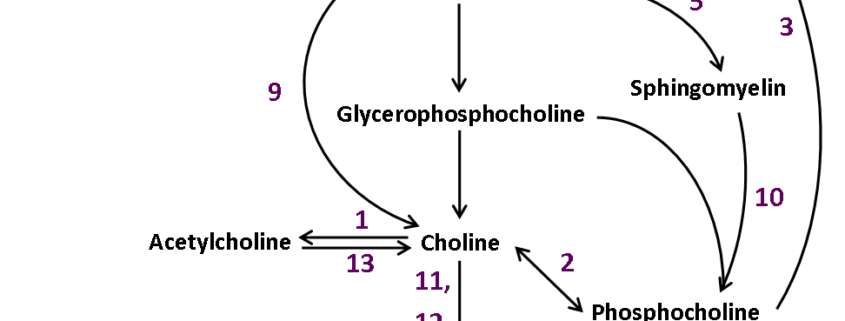 Phosphtidylcholine