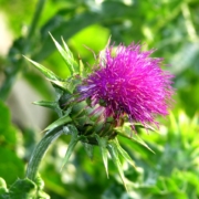 Milk-thistle-extract