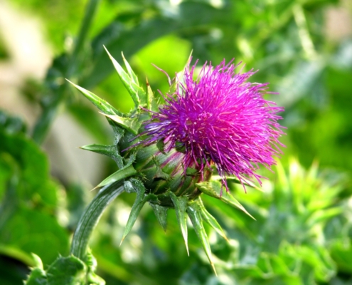 Milk-thistle-extract