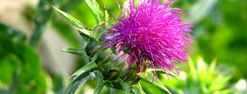 Milk-thistle-extract