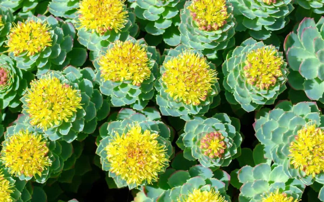 Everything About Rhodiola Rosea Extract Santaherb 6273